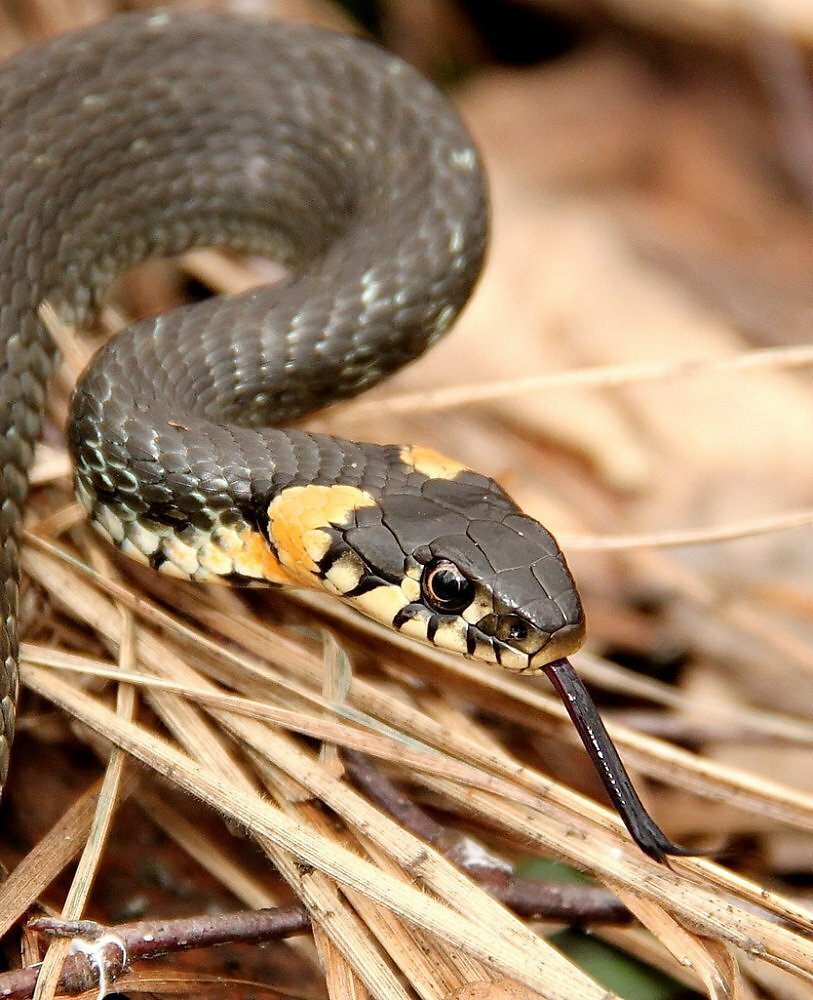 Обыкновенный уж (Natrix Natrix l.)