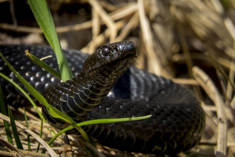 Змея гадюка обыкновенная