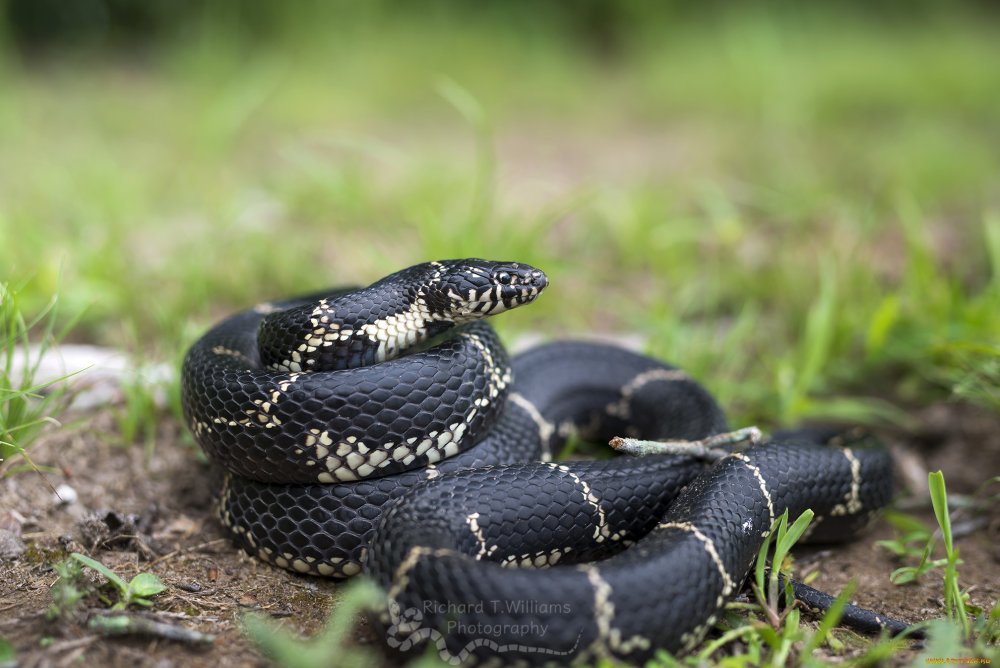 Полоз меланист