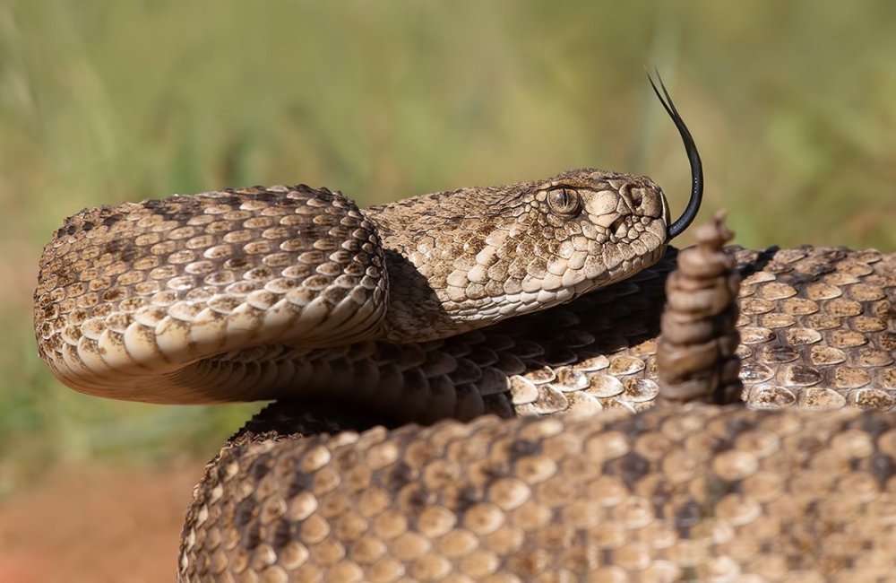 Болотная гадюка