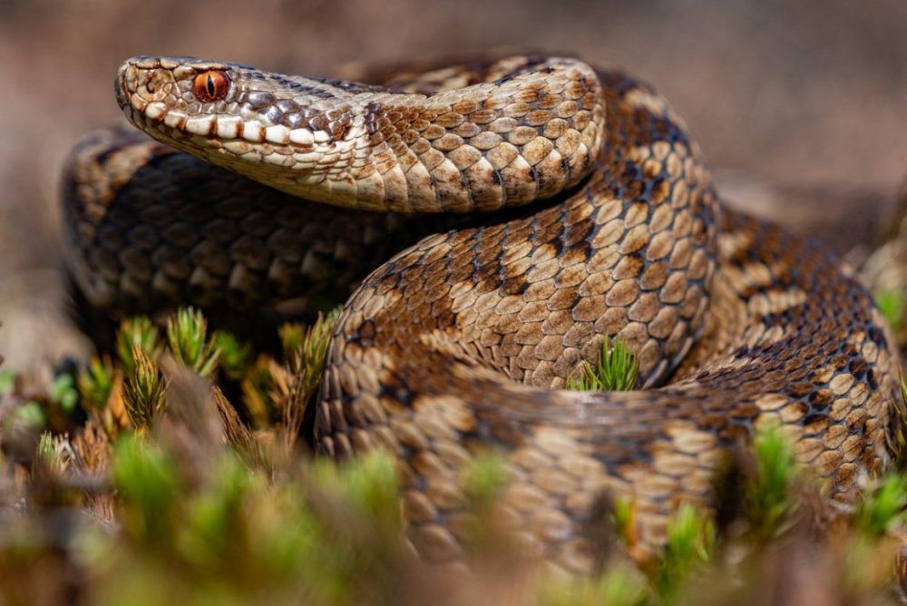 Змеи Франции