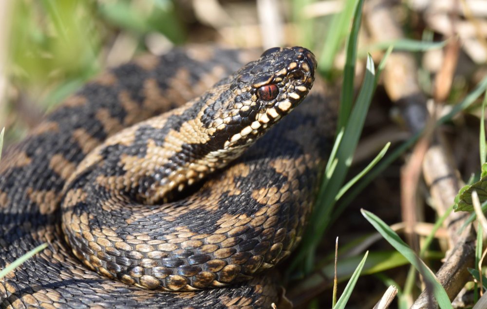 Болотная гадюка Индии