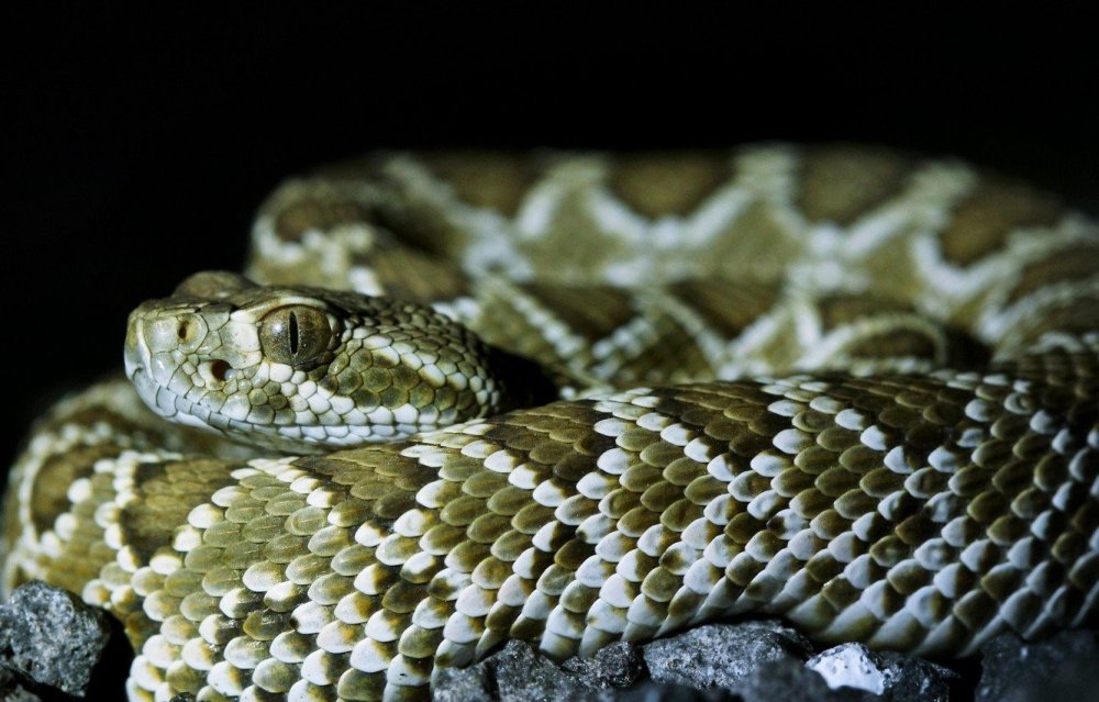 Crotalus scutulatus