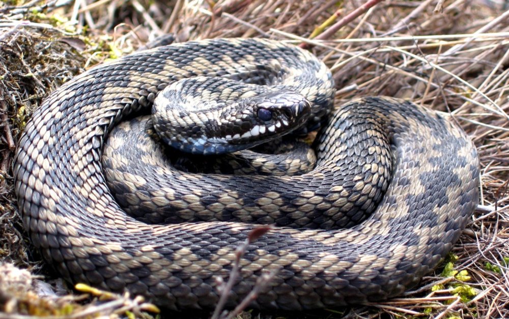 Змея гадюка обыкновенная