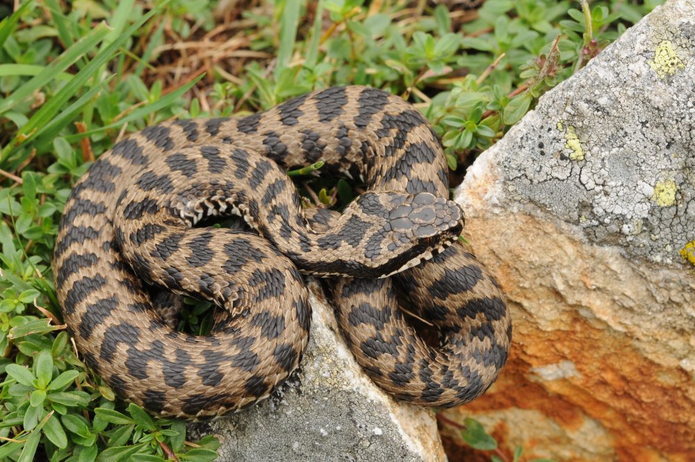 Гадюка обыкновенная маленькая