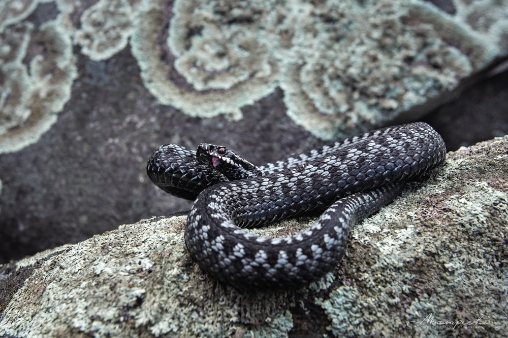 Гадюка меланист