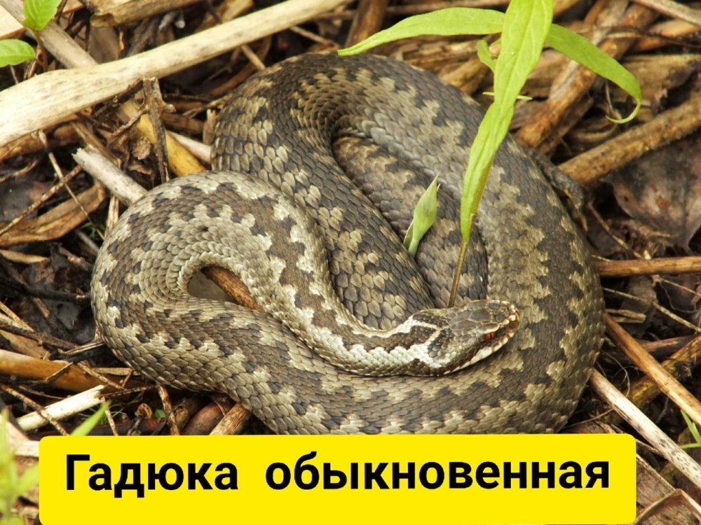 Нора гадюки в лесу