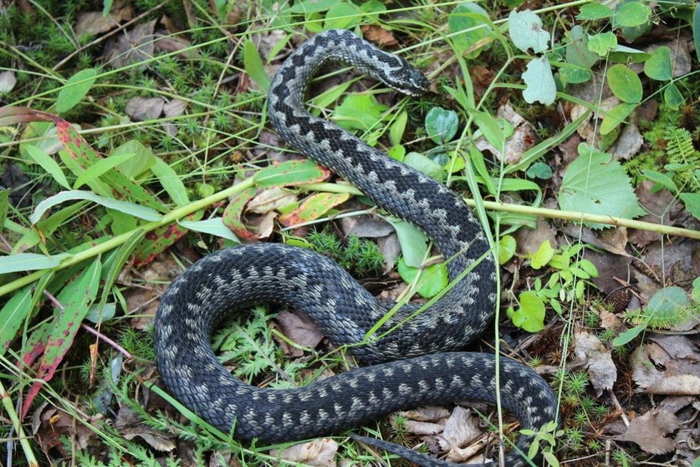 Змеи гадюка