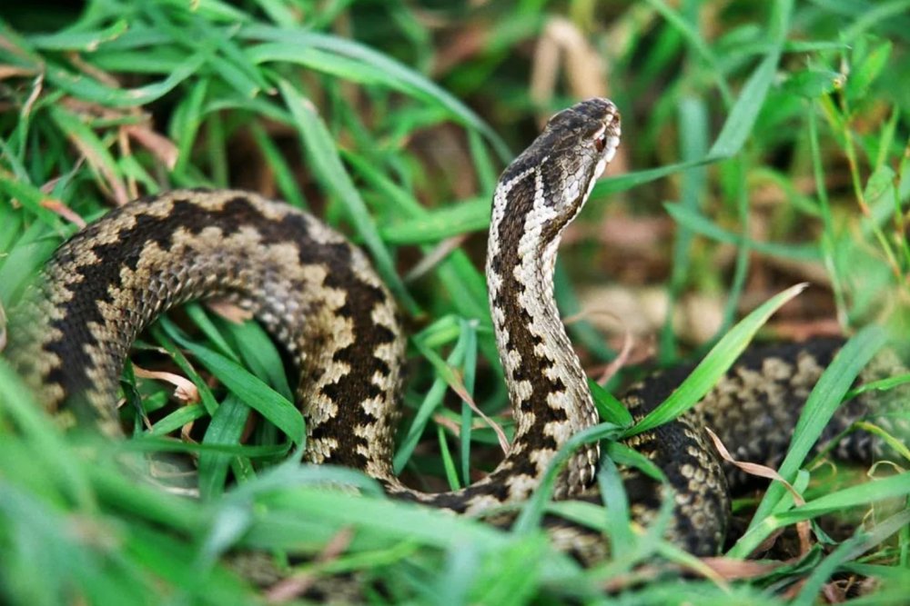 Гадюка обыкновенная Лесная