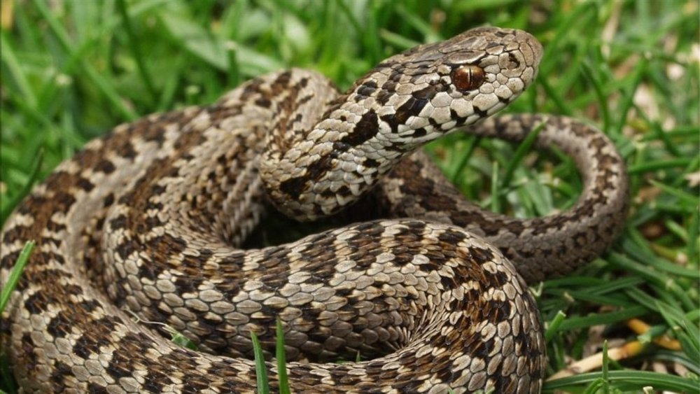 Восточная Степная гадюка