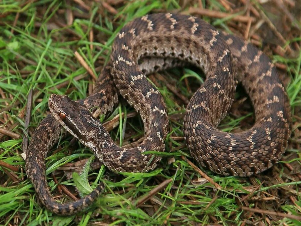 Уссурийский щитомордник