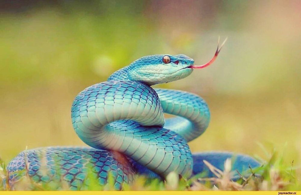 Голубая куфия змея