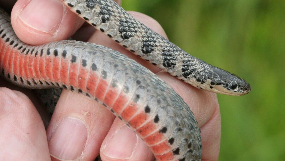 Ввоз змей в Россию