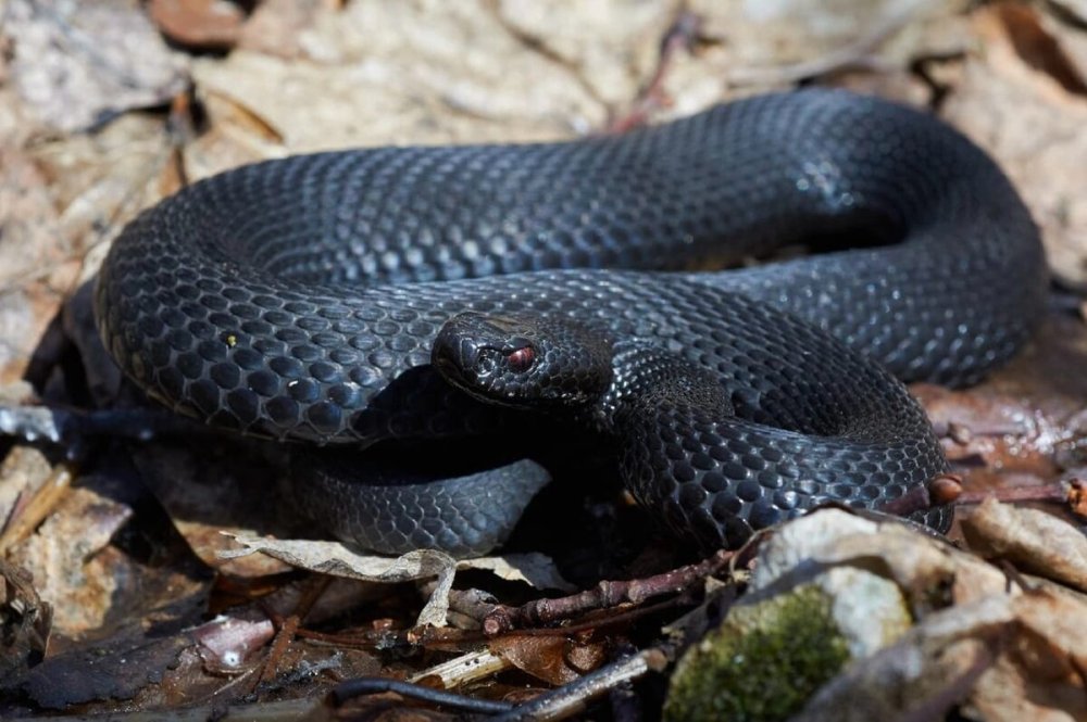 Змеи и гадюки Тульской области