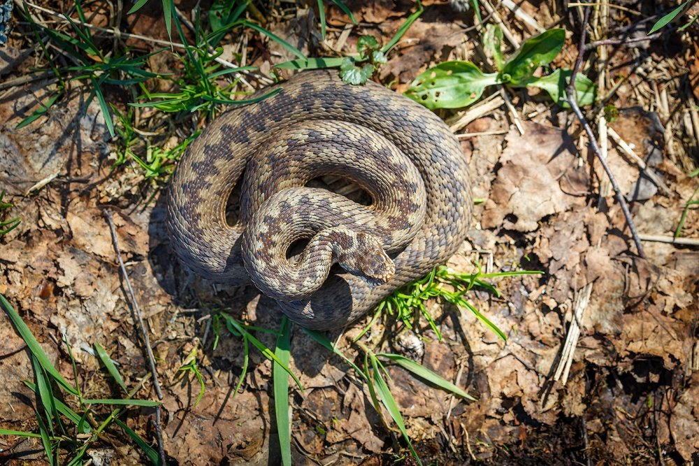 Гадюка обыкновенная Брянск