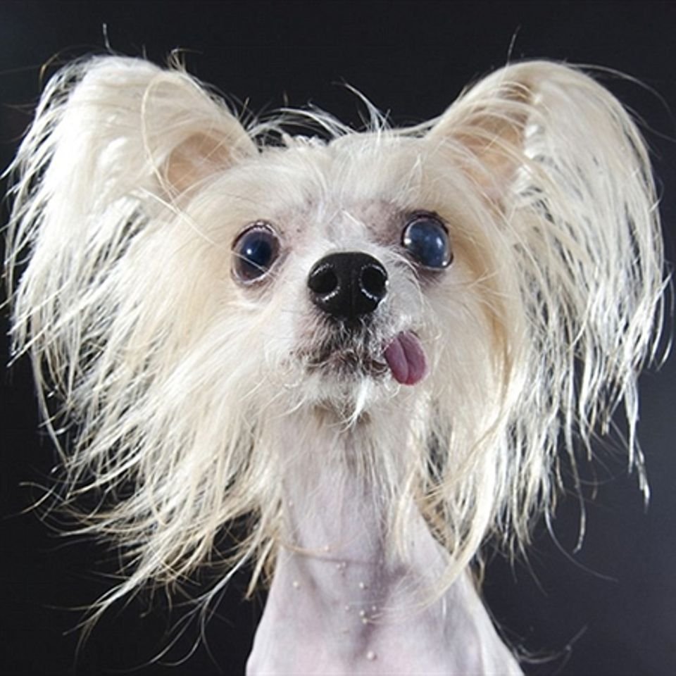 Собака китайская хохлатая маленькая