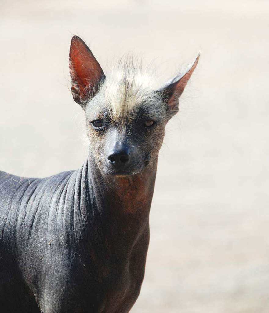 Перуанская Орхидея инков