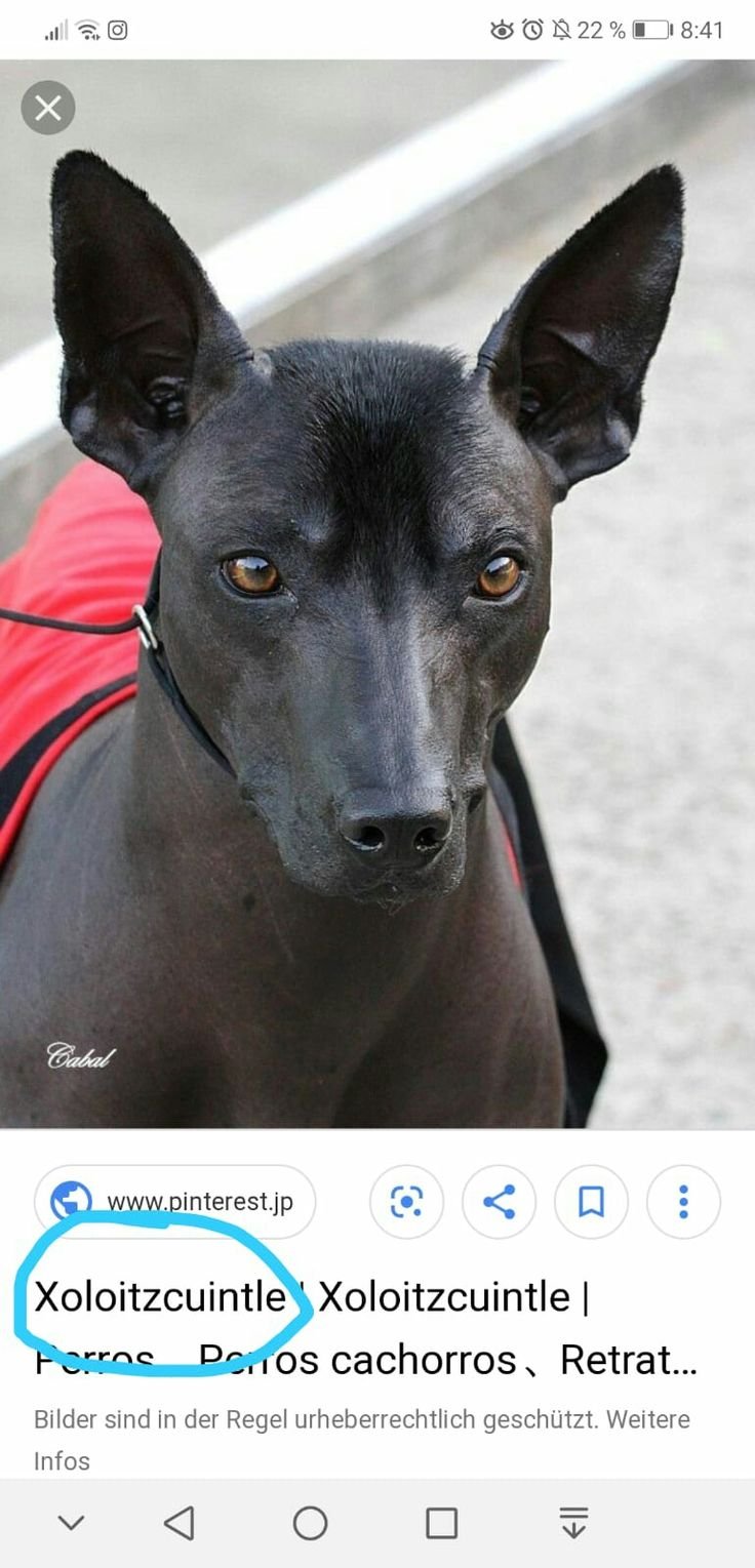 Ксолоитцкуинтли Анубис