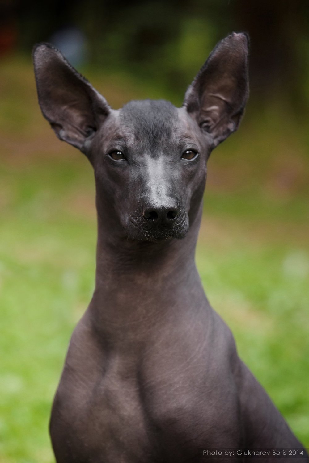 Ксоло Мексиканская хохлатая