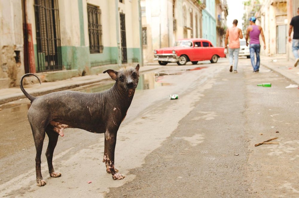 Ксолоитцкуинтли стандарт породы