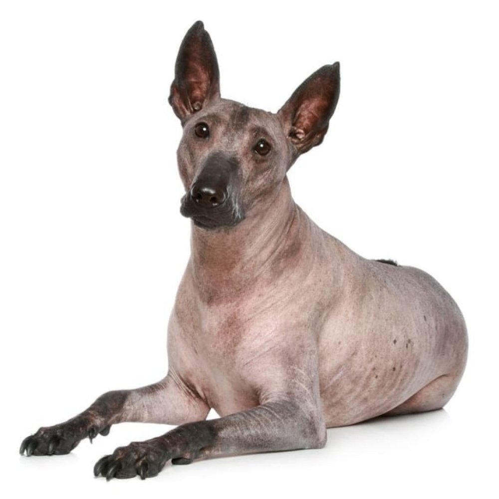 Орхидея инков собака