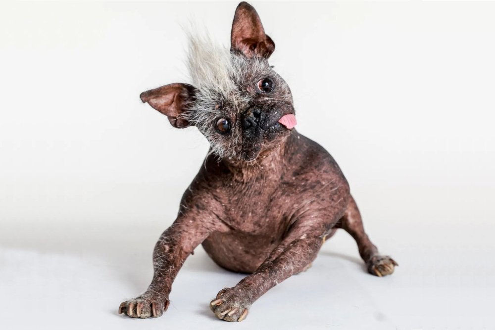 Ксолоитцкуинтли - ксоло