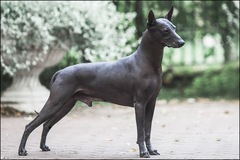 Ксолоитцкуинтли стандарт