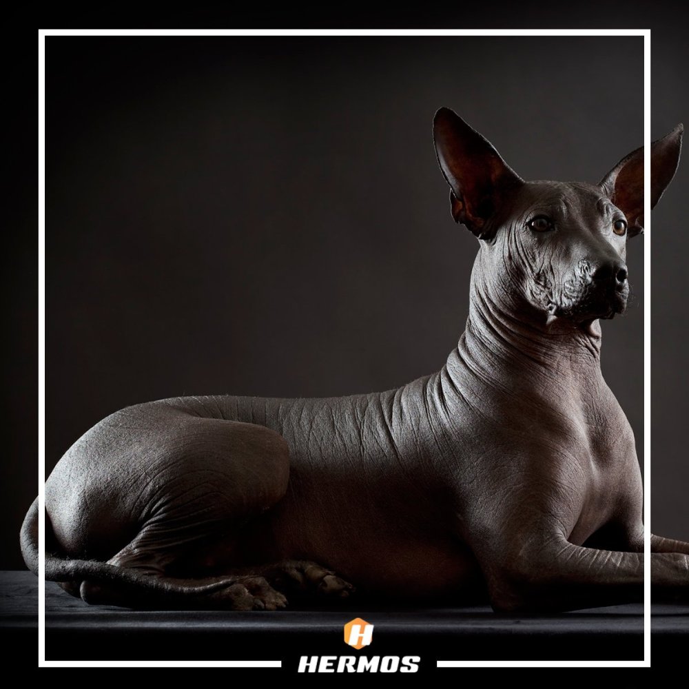 Ксолоитцкуинтли альбинос