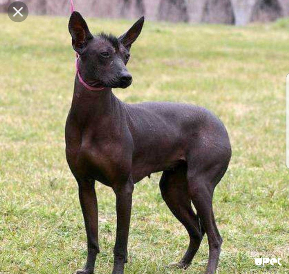 Перуанская Орхидея инков собака