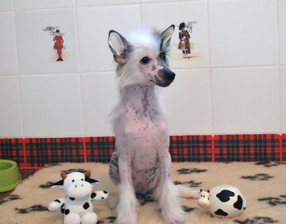 Китайская хохлатая розовая