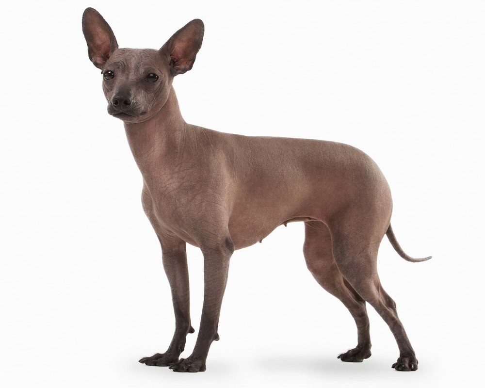Мексиканская лысая чихуахуа