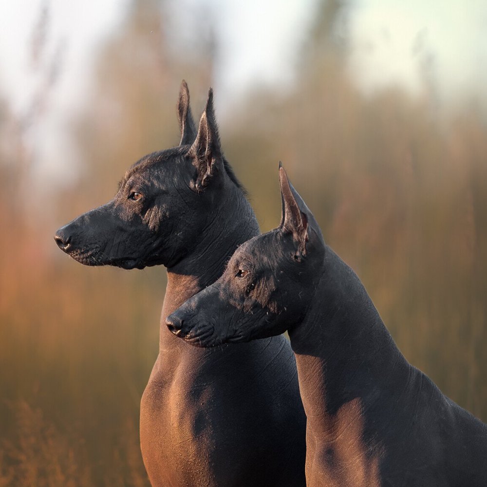 Ксолоитцкуинтли Данте