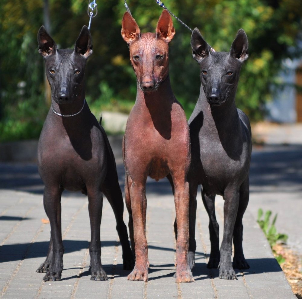 Ксолоитцкуинтли Анубис