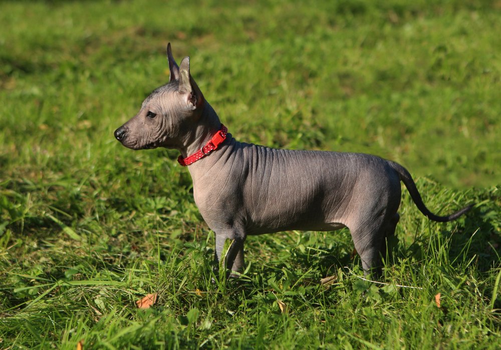 Мексиканский ксоло собака
