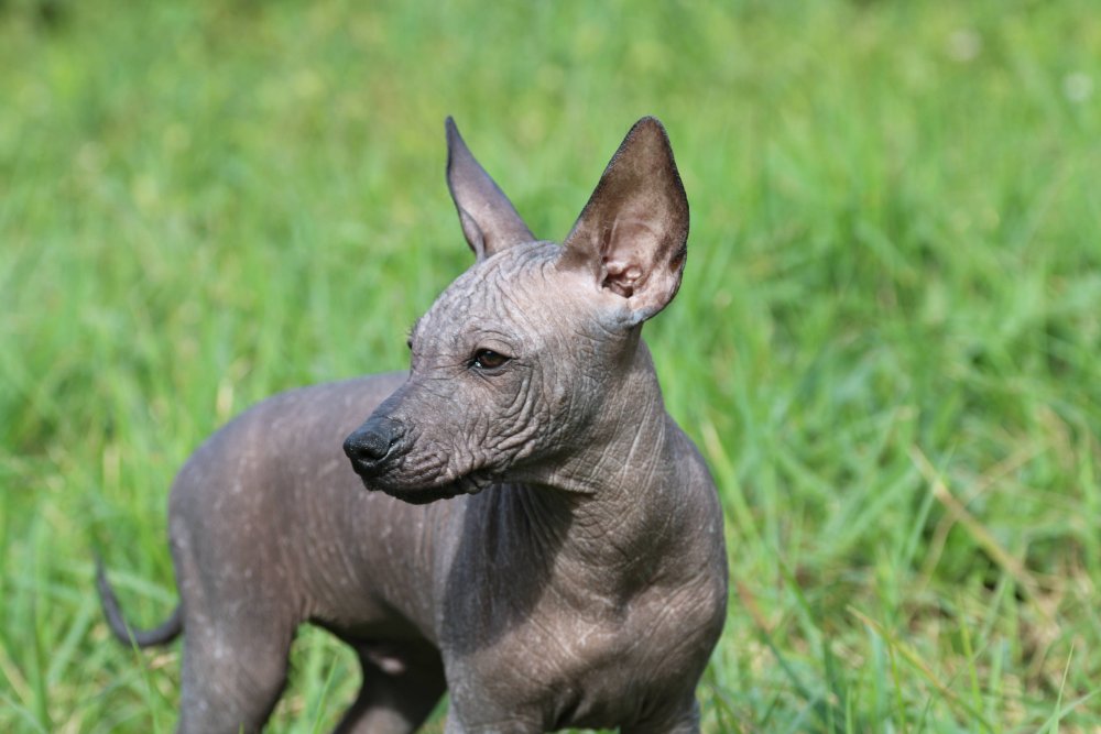 Ксолоитцкуинтли - ксоло