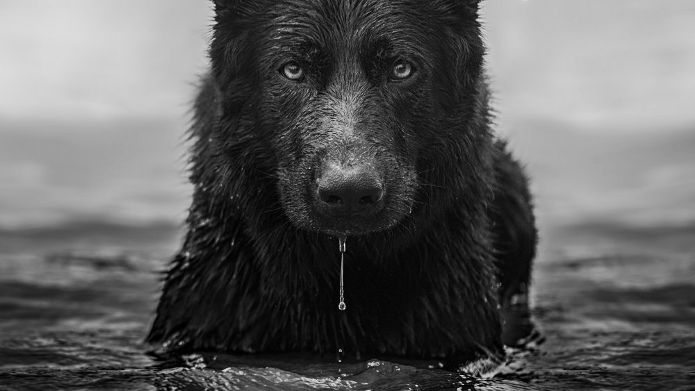 Черная водяная собака