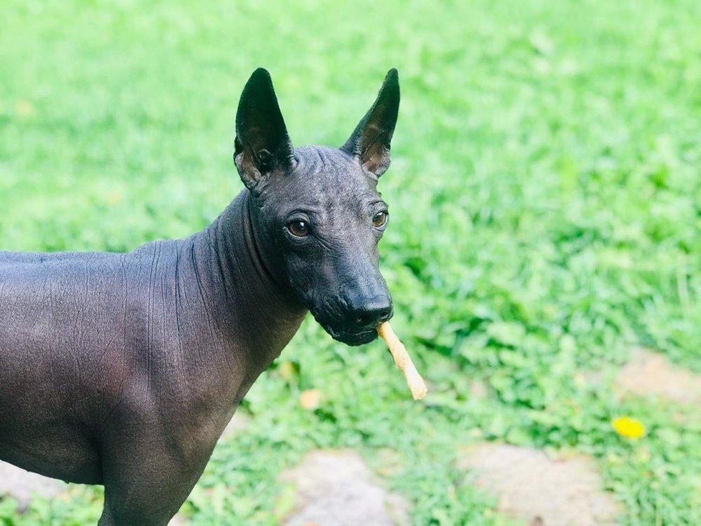 Порода собак ксолоитцкуинтли