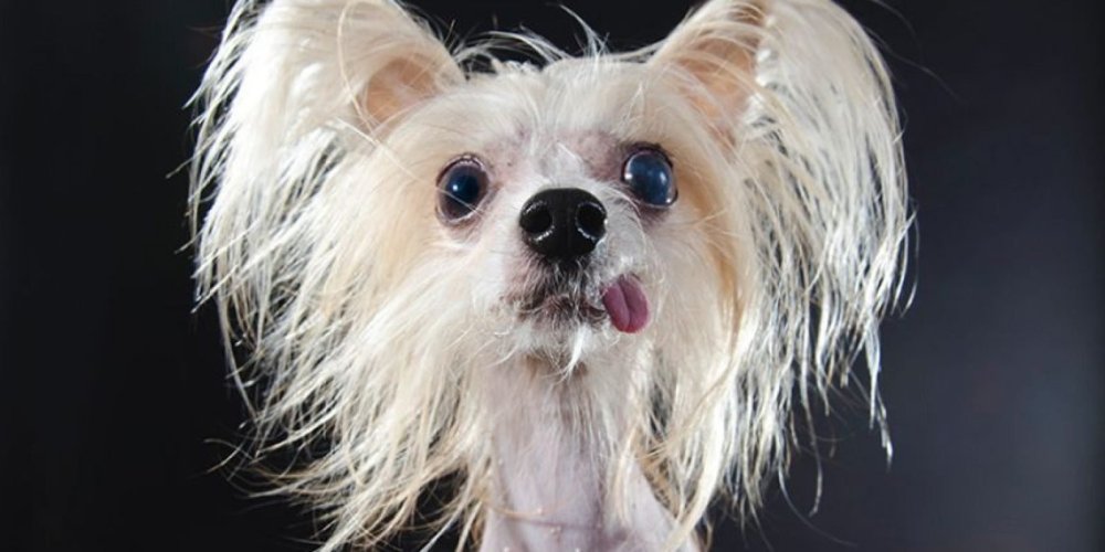 Собака ксолоитцкуинтли