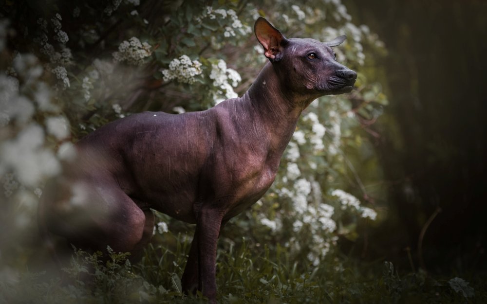 Ксолоитцкуинтли профиль