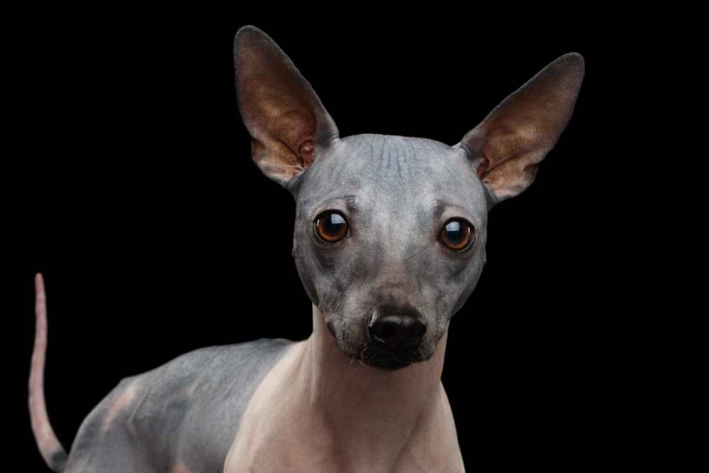 Rat Terrier hairless