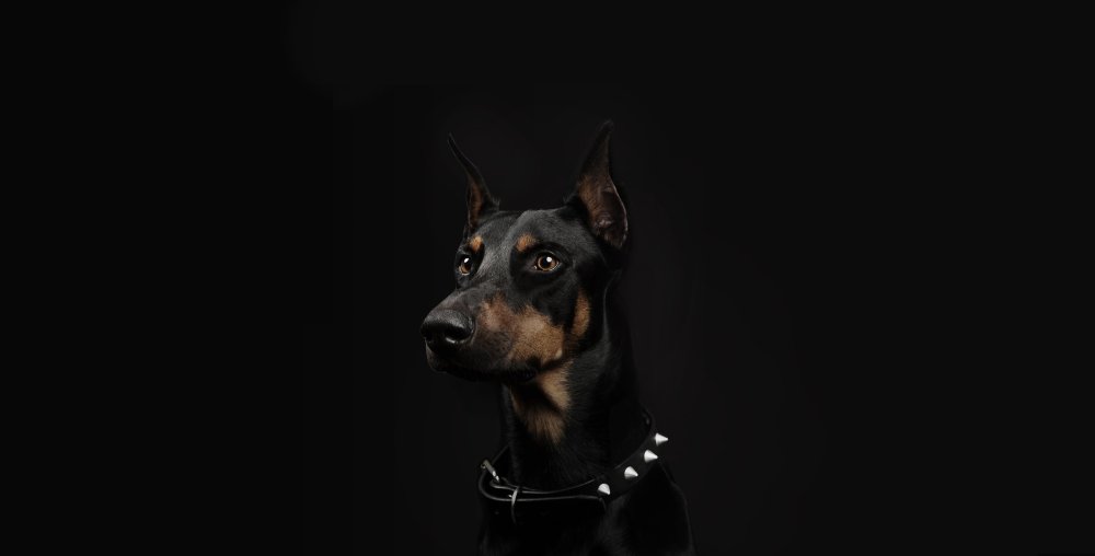 Доберман 4k