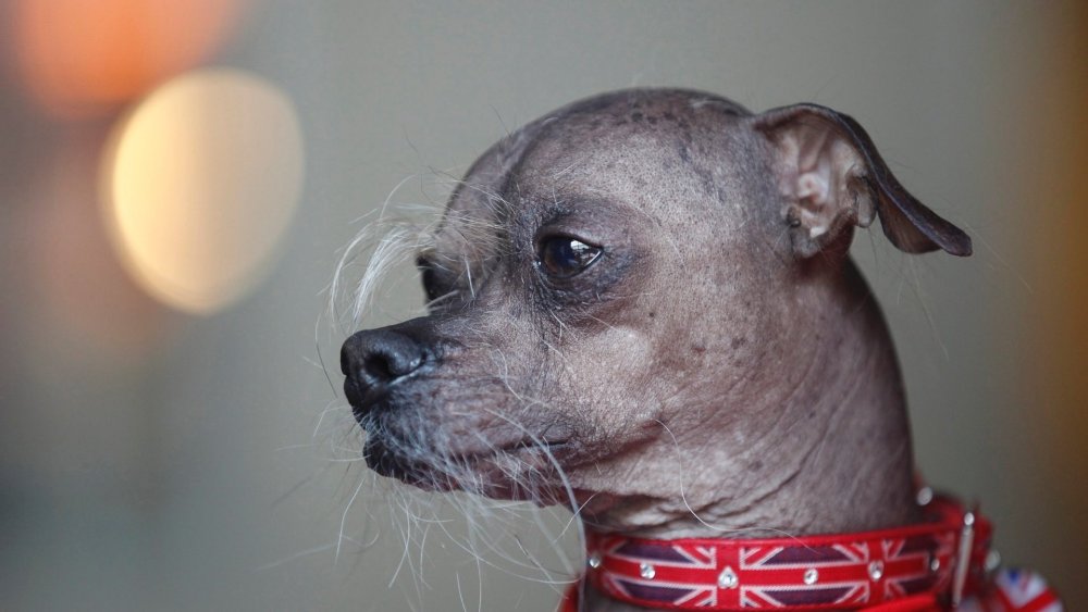 Ксолоитцкуинтли Анубиса