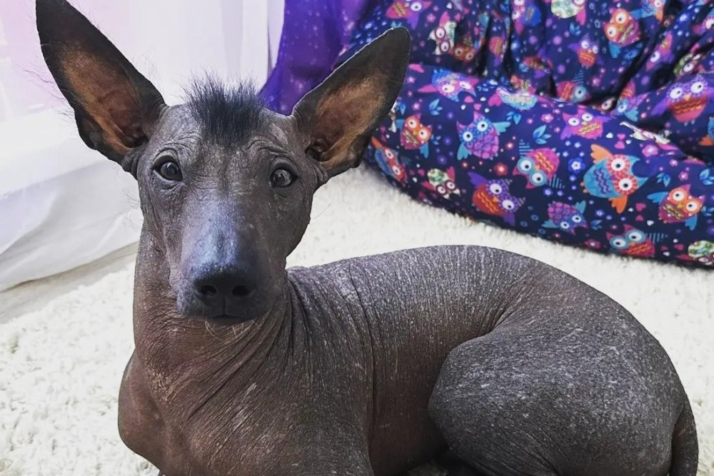 Мексиканская хохлатая собачка