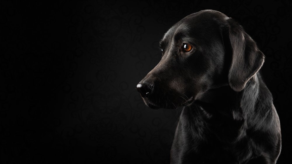 Черные собаки