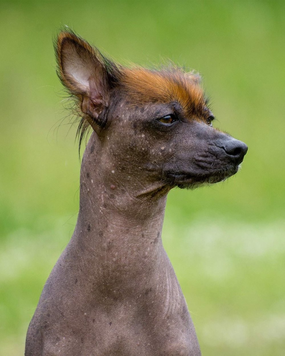 Китайская хохлатая полностью лысая