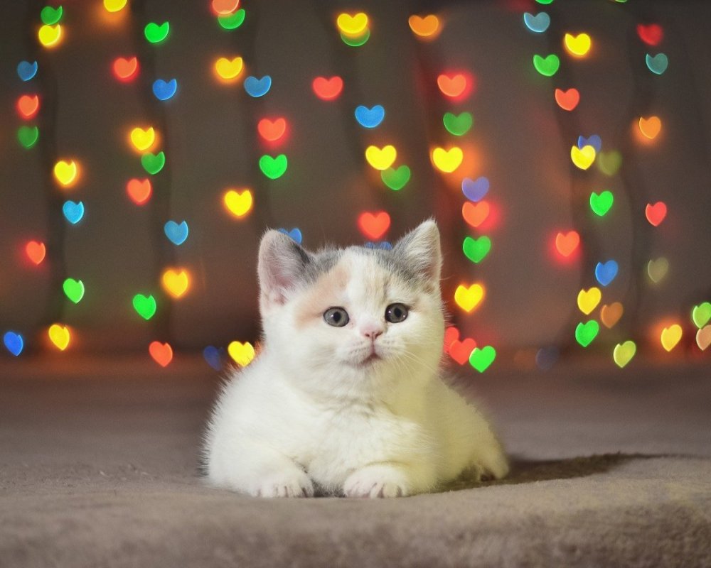 Коты с сердечками