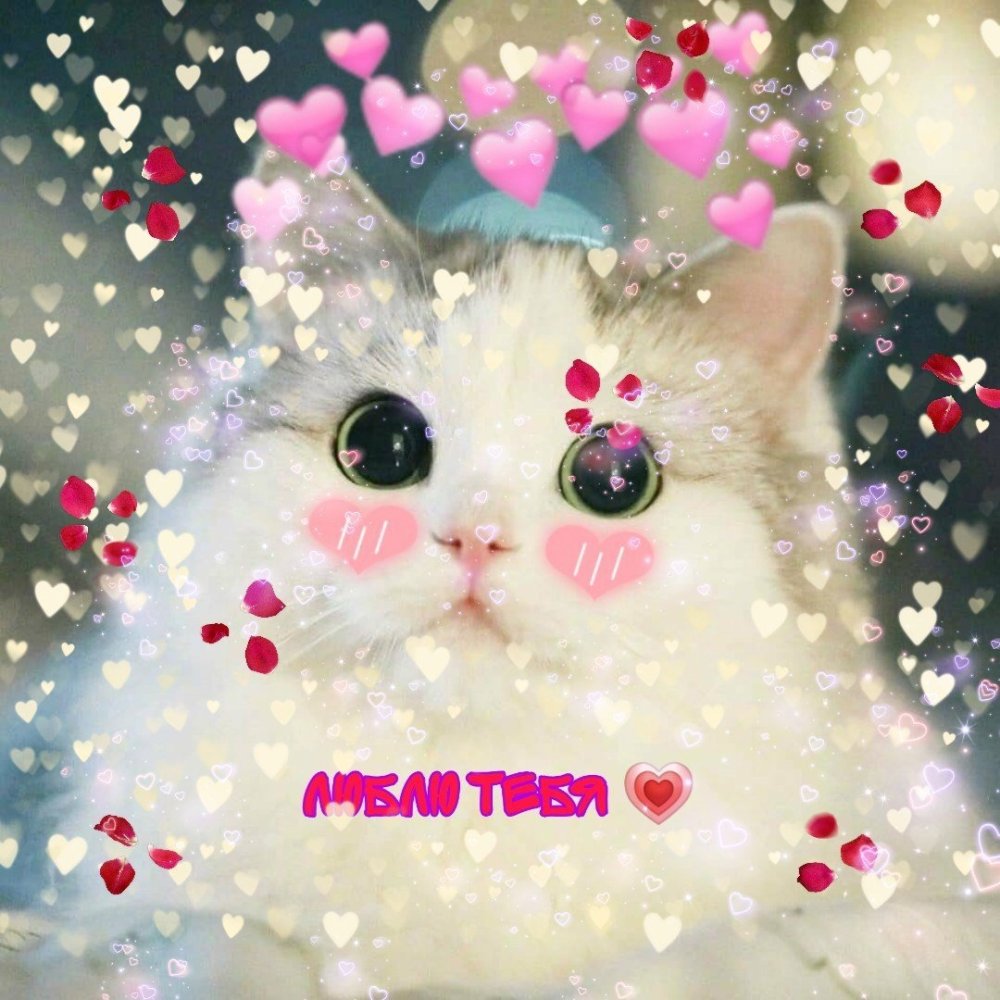 Милые котики с сердечками