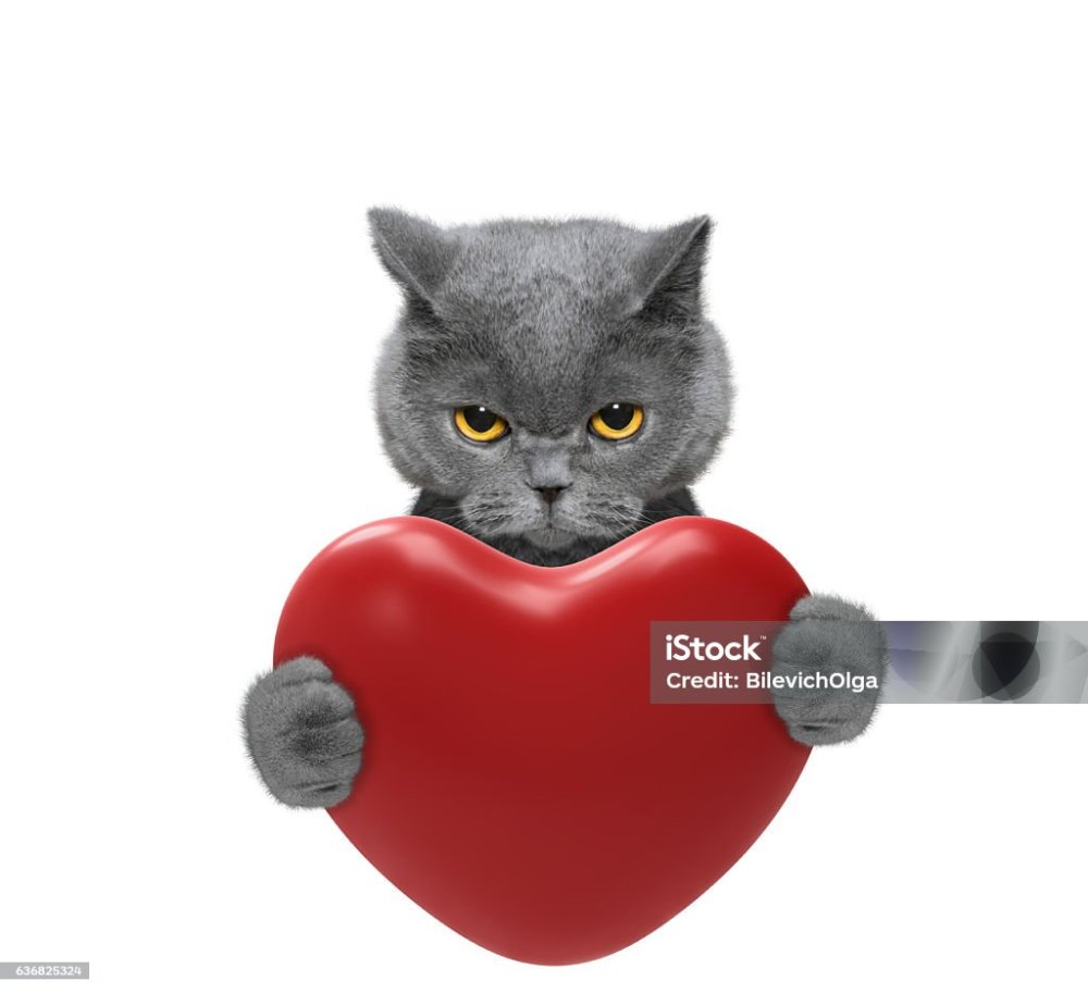 Кот с сердцем в лапах