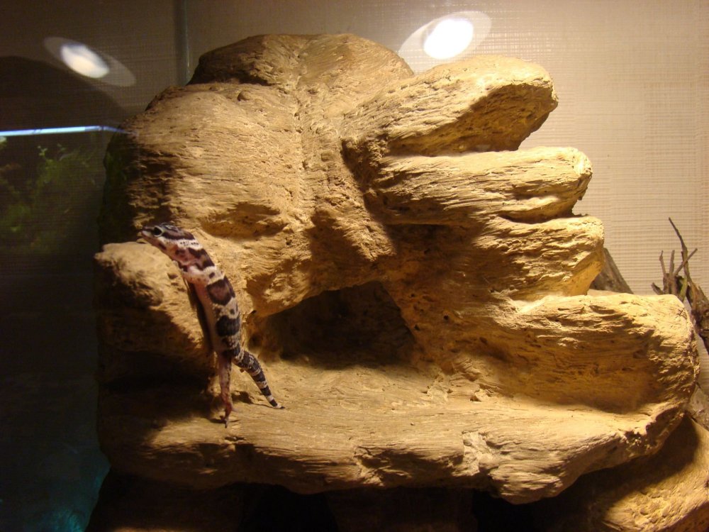 Хабитат для эублефара