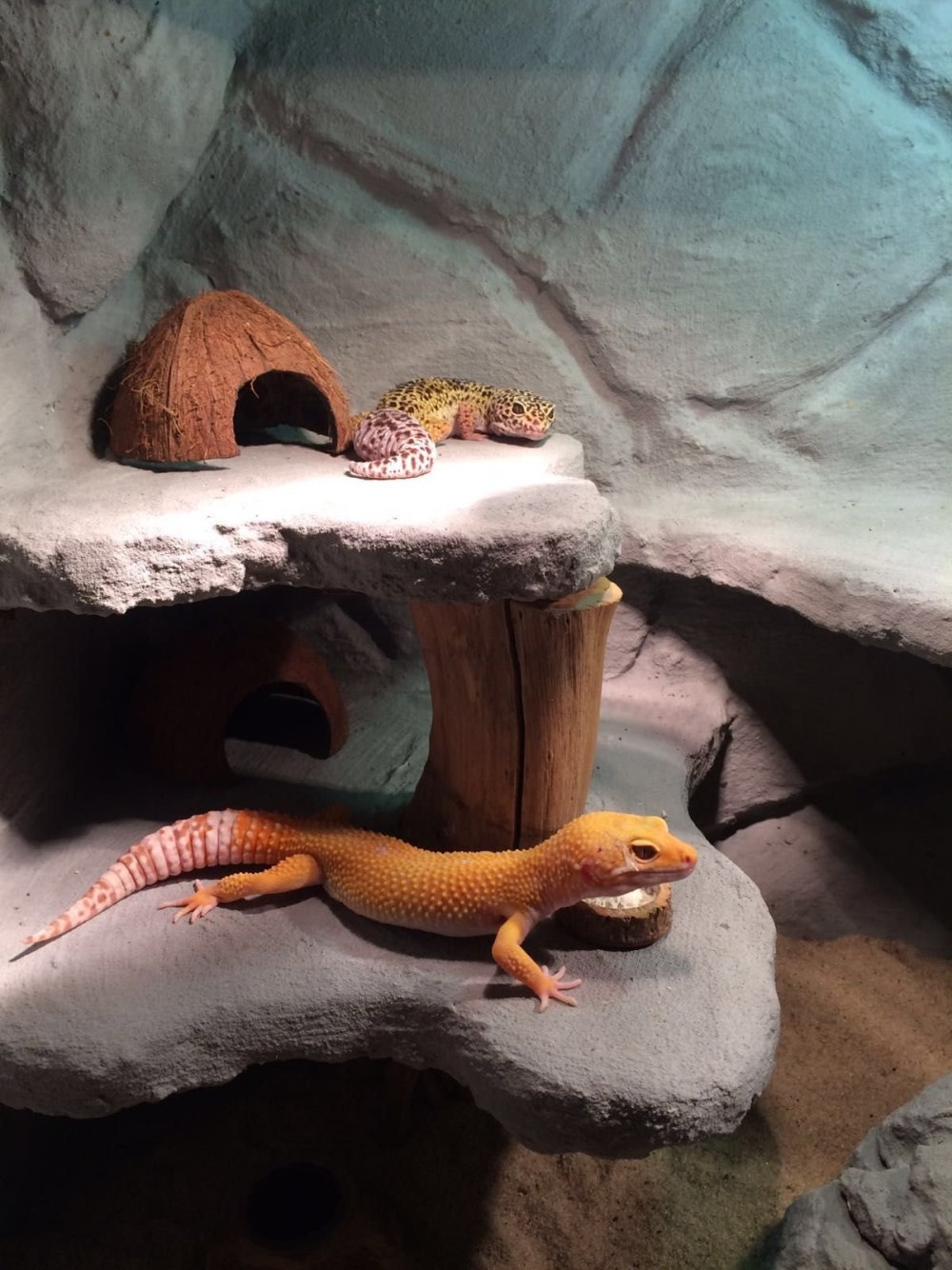 Ящерица эублефар террариум